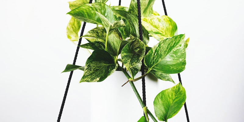 球员统计数据图表分析